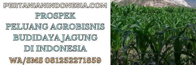 prospek,peluang bisnis,bisnis,agrobisnis,agribisnis,budidaya jagung